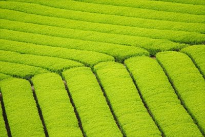 高級緑茶の茶葉を通販で購入する際は栽培から販売まで一貫して行う【味の狭山茶 まとば園】の狭山茶を