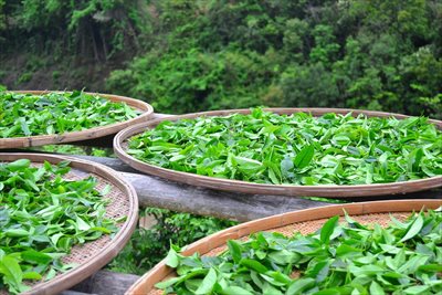 茶葉の卸売は業者【味の狭山茶 まとば園】にご相談ください ～栽培から販売まで一貫して行う「自園自製自販」型の経営スタイル～